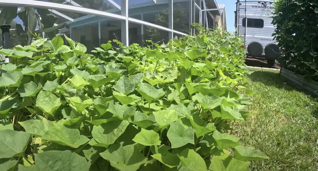 Sweet Potato Vines